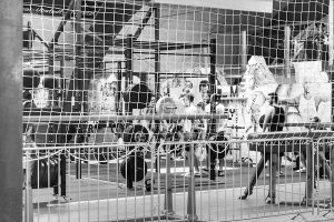 pugilist-athletik-area-10